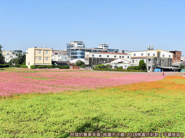 桃園花彩節(平鎮展區)14-花毯與綠草如茵.JPG