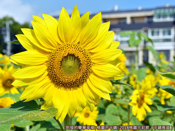 桃園花彩節(平鎮展區)25-向日葵特寫.JPG