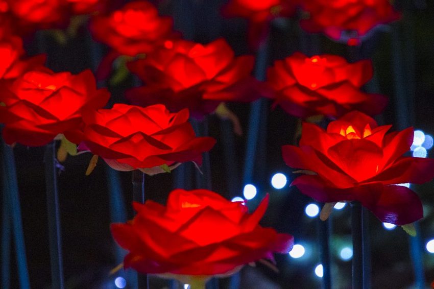 【台北活動】2018臺北親水節暨公館聖誕季~玫瑰花海、閃亮燈樹、巴洛克建築,夢幻浪漫打卡景點