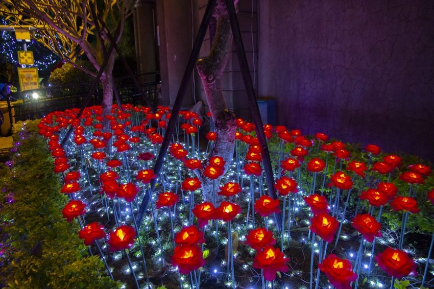 【台北活動】2018臺北親水節暨公館聖誕季~玫瑰花海、閃亮燈樹、巴洛克建築,夢幻浪漫打卡景點