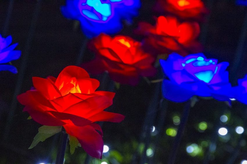 【台北活動】2018臺北親水節暨公館聖誕季~玫瑰花海、閃亮燈樹、巴洛克建築,夢幻浪漫打卡景點