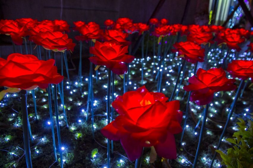 【台北活動】2018臺北親水節暨公館聖誕季~玫瑰花海、閃亮燈樹、巴洛克建築,夢幻浪漫打卡景點