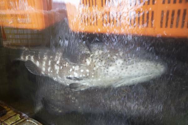 海園活海鮮餐廳 - 31