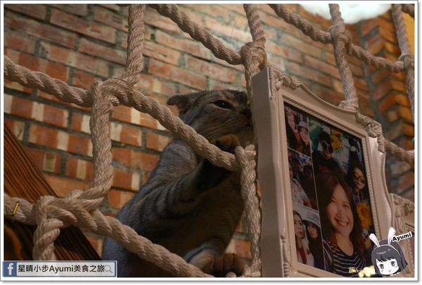 貓言貓語雪花冰下午茶：[食記]►台南北區◄貓言貓語雪花冰下午茶/點草莓雙人套餐還送草莓泡芙/本月打卡就送貓咪蛋糕/超人氣店貓陪你玩