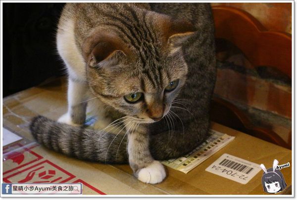 貓言貓語雪花冰下午茶：[食記]►台南北區◄貓言貓語雪花冰下午茶/點草莓雙人套餐還送草莓泡芙/本月打卡就送貓咪蛋糕/超人氣店貓陪你玩