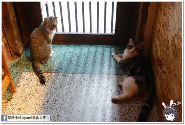 貓言貓語雪花冰下午茶：[食記]►台南北區◄貓言貓語雪花冰下午茶/點草莓雙人套餐還送草莓泡芙/本月打卡就送貓咪蛋糕/超人氣店貓陪你玩