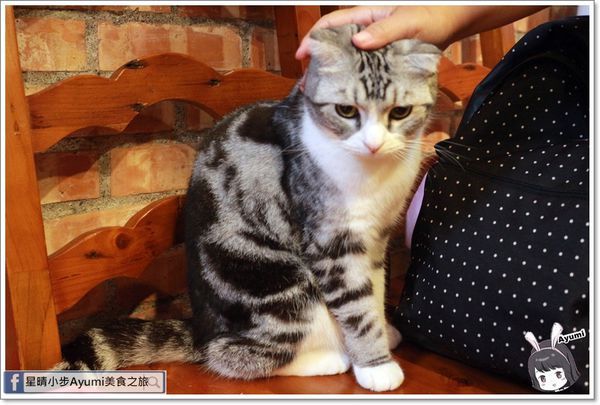 貓言貓語雪花冰下午茶：[食記]►台南北區◄貓言貓語雪花冰下午茶/點草莓雙人套餐還送草莓泡芙/本月打卡就送貓咪蛋糕/超人氣店貓陪你玩