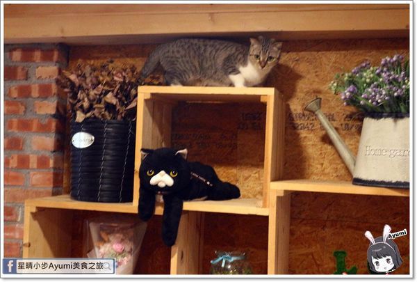 貓言貓語雪花冰下午茶：[食記]►台南北區◄貓言貓語雪花冰下午茶/點草莓雙人套餐還送草莓泡芙/本月打卡就送貓咪蛋糕/超人氣店貓陪你玩