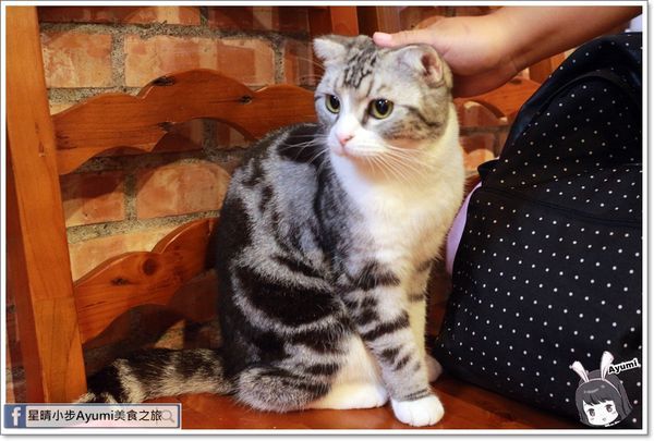 貓言貓語雪花冰下午茶：[食記]►台南北區◄貓言貓語雪花冰下午茶/點草莓雙人套餐還送草莓泡芙/本月打卡就送貓咪蛋糕/超人氣店貓陪你玩