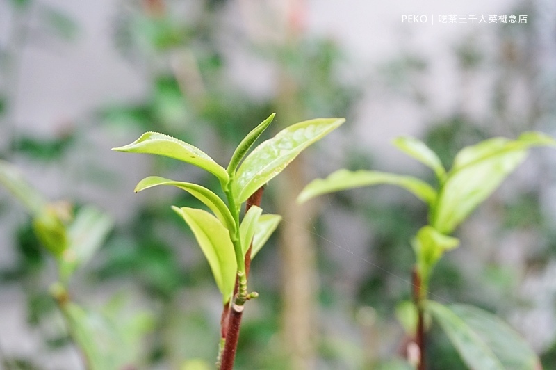 台中美食.吃茶三千.台中景點.台中飲料.喫茶小鋪.吃茶三千菜單.吃茶三千推薦.藏茶.又見檸檬塔.