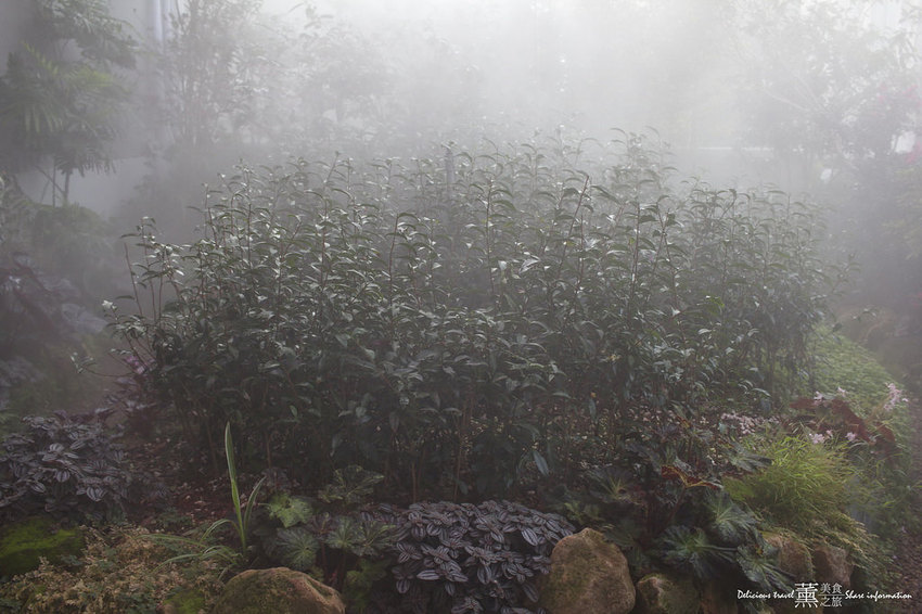 吃茶三千旗艦店-薰的美食之旅