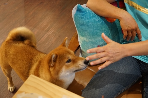 貝米烘焙工作室：台中大里 貝米烘焙工作室 米做的健康低糖好吃蛋糕 高規格用料卻只要銅板價格 大推薦