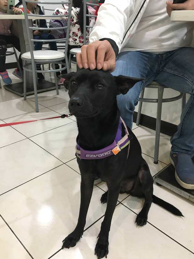 芮比特,木柵,新店,平價,銅板,美食,人氣,IG,打卡,拍照,芝麻,湯圓,寵物友善,親子,紅豆湯,桂花,黑糖,燒仙草,布丁,豆花,低卡