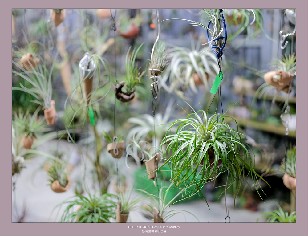 阿里山初日 初日民宿 嘉義阿里山民宿 民宿推薦 阿里山民宿 阿里山住宿 嘉義住宿 Saisai%5Cs Journey17.png