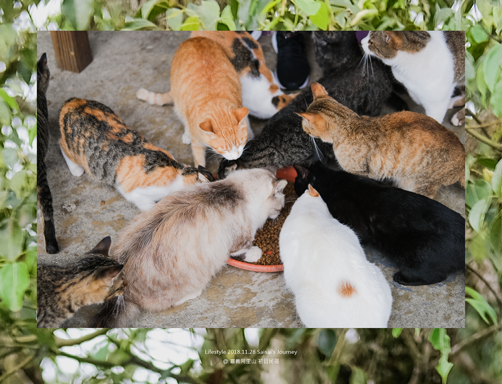 阿里山初日 初日民宿 嘉義阿里山民宿 民宿推薦 阿里山民宿 阿里山住宿 嘉義住宿 Saisai%5Cs Journey25.png