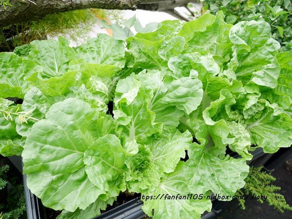 【彰化美食】新農匯神農物流市集 新鮮現採蔬菜 #健康鍋物 #神農鍋物 #藥膳鍋 #小農農產 #彰化火鍋 #彰化景點 (7).JPG