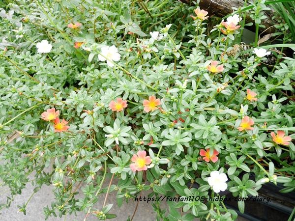 【彰化美食】新農匯神農物流市集 新鮮現採蔬菜 #健康鍋物 #神農鍋物 #藥膳鍋 #小農農產 #彰化火鍋 #彰化景點 (15).JPG