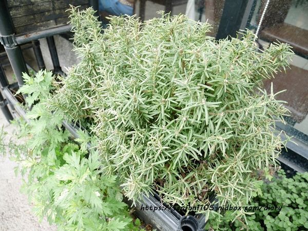 【彰化美食】新農匯神農物流市集 新鮮現採蔬菜 #健康鍋物 #神農鍋物 #藥膳鍋 #小農農產 #彰化火鍋 #彰化景點 (6).JPG