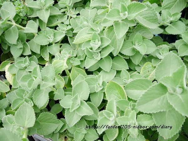 【彰化美食】新農匯神農物流市集 新鮮現採蔬菜 #健康鍋物 #神農鍋物 #藥膳鍋 #小農農產 #彰化火鍋 #彰化景點 (8).JPG