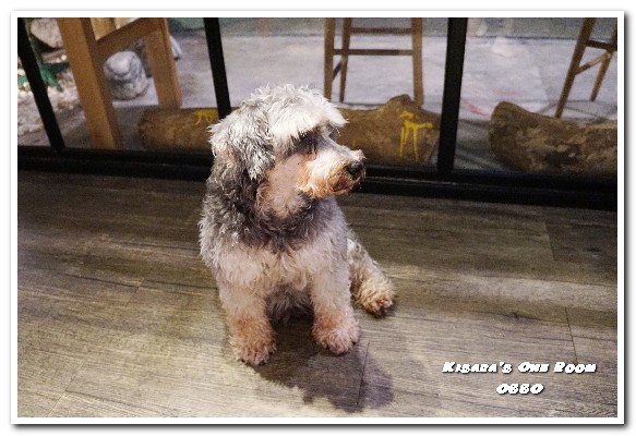 OSSO美式餐廳：新店美食／愛評體驗券．和狗狗一同度過美味的悠閒時光──OSSO美式餐廳