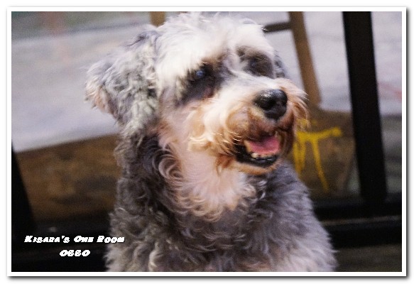 OSSO美式餐廳：新店美食／愛評體驗券．和狗狗一同度過美味的悠閒時光──OSSO美式餐廳