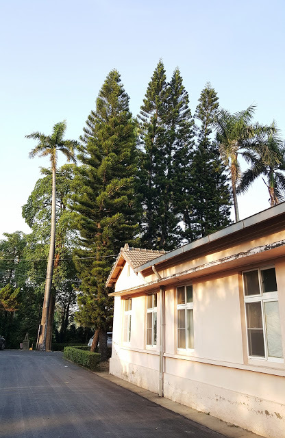 Spot|台南善化|深緣及水善糖文化園區(善化糖廠)-老糖廠宿舍轉身為文藝角落