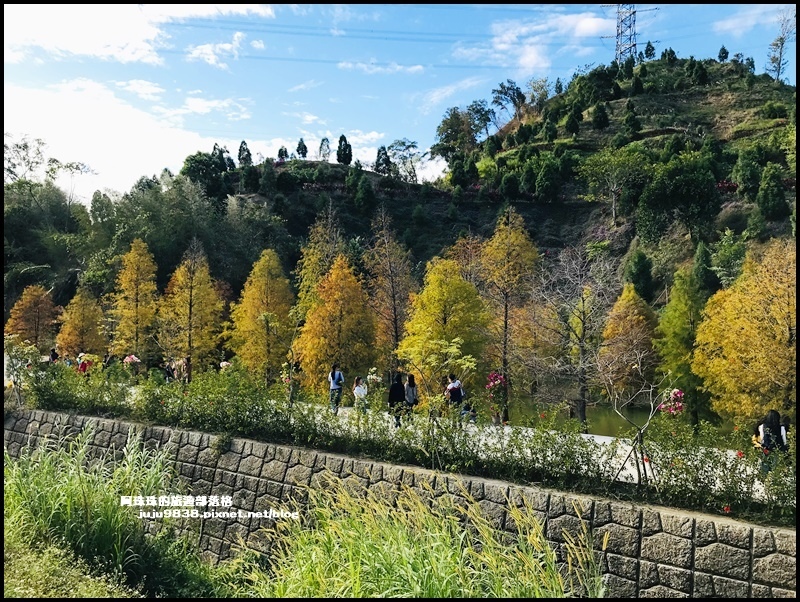 三灣落羽松28.JPG 三灣落羽松28.JPG