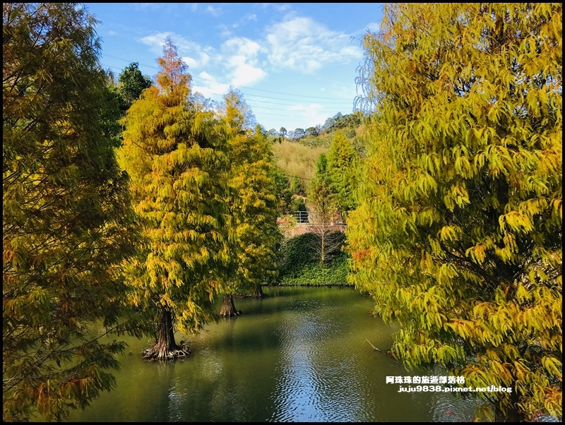 三灣落羽松18.JPG 三灣落羽松18.JPG