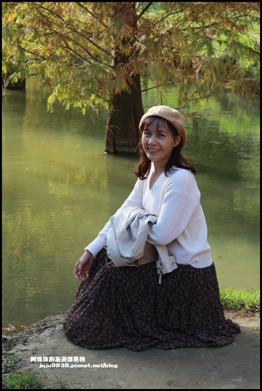 三灣落羽松8.JPG 三灣落羽松8.JPG