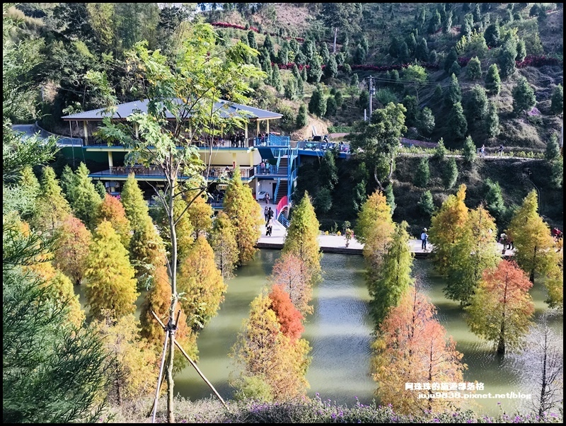 三灣落羽松25.JPG 三灣落羽松25.JPG