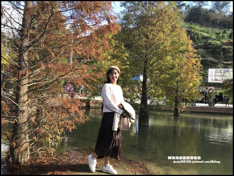 三灣落羽松30.JPG 三灣落羽松30.JPG