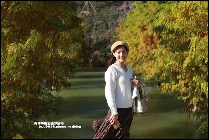 三灣落羽松12.JPG 三灣落羽松12.JPG