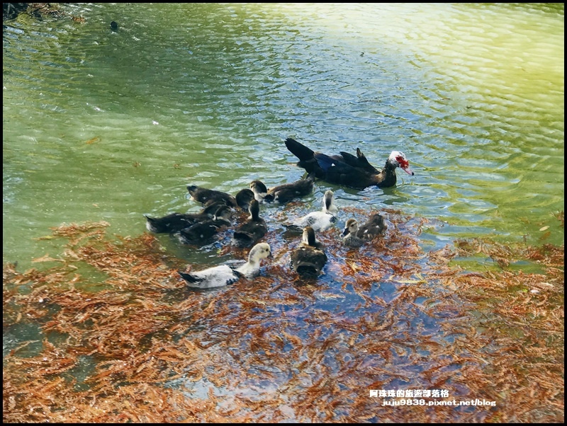 三灣落羽松20.JPG 三灣落羽松20.JPG