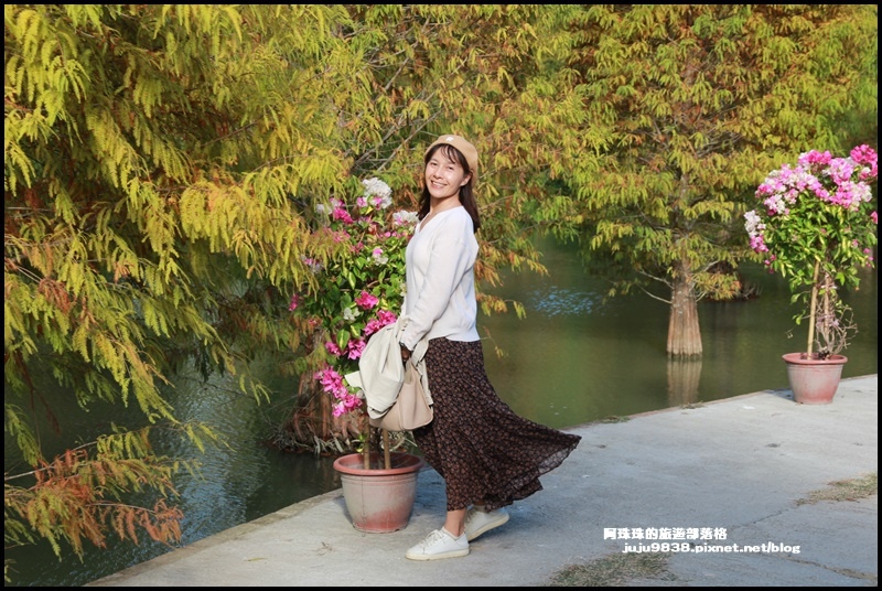 三灣落羽松14.JPG 三灣落羽松14.JPG