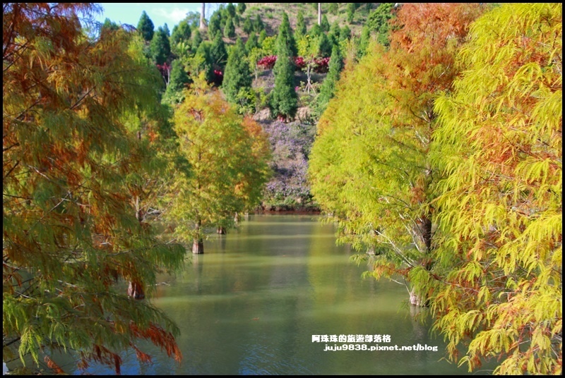 三灣落羽松13.JPG 三灣落羽松13.JPG