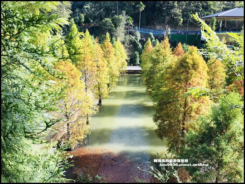 三灣落羽松23.JPG 三灣落羽松23.JPG