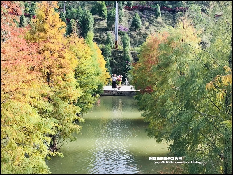 三灣落羽松26.JPG 三灣落羽松26.JPG