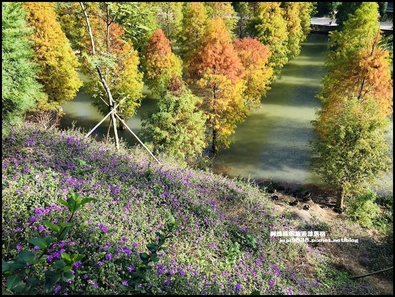 三灣落羽松24.JPG 三灣落羽松24.JPG