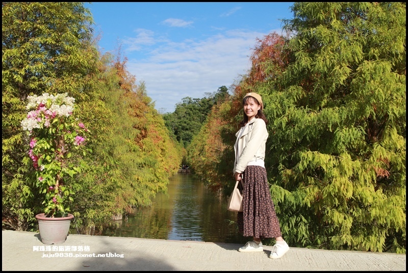 三灣落羽松5.JPG 三灣落羽松5.JPG