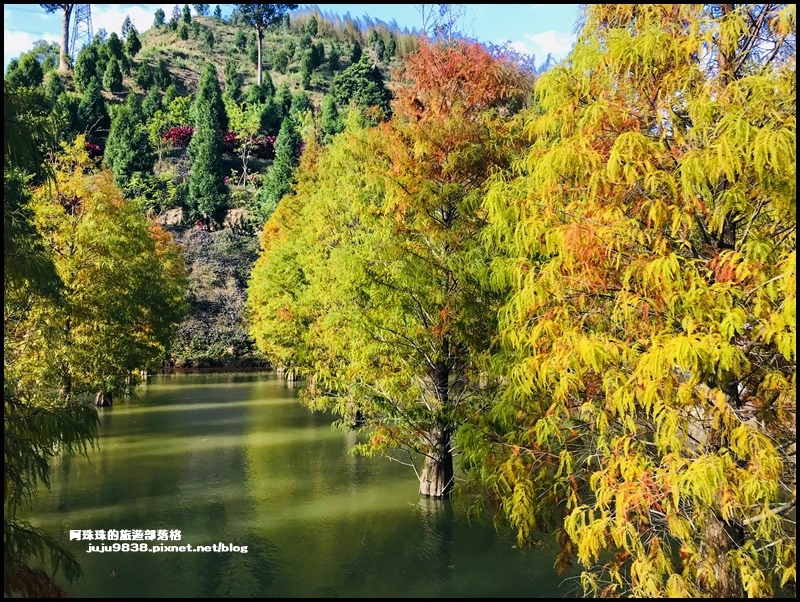 三灣落羽松17.JPG 三灣落羽松17.JPG