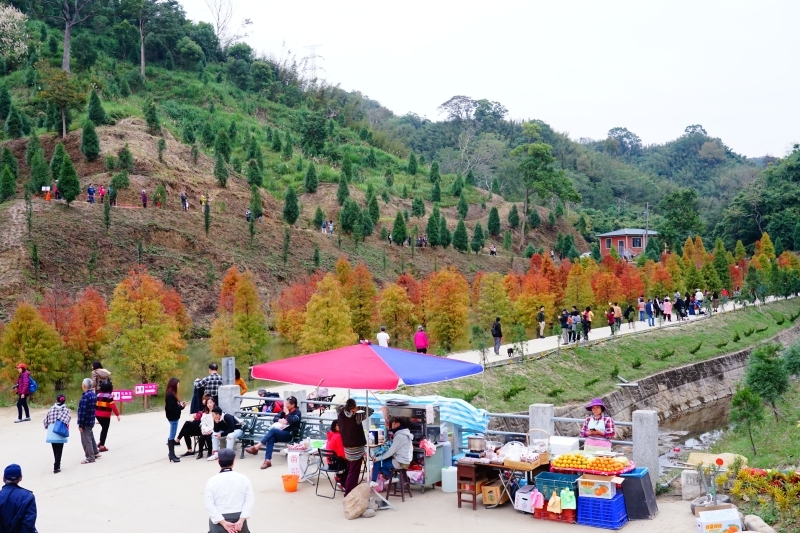 跳躍的宅男 -   苗栗三灣落羽松 快跟閨蜜來拍甜蜜照 20181214落羽松現況直播 秘境IG熱門打卡點  浪漫台三線景點