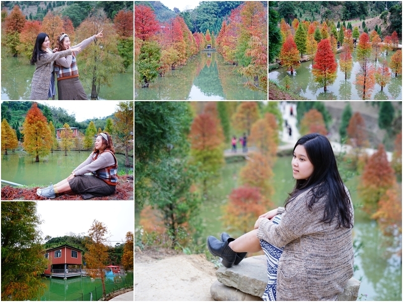   苗栗三灣落羽松 快跟閨蜜來拍甜蜜照 20181214落羽松現況直播 秘境IG熱門打卡點  浪漫台三線景點 