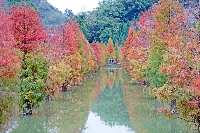 跳躍的宅男 -   苗栗三灣落羽松 快跟閨蜜來拍甜蜜照 20181214落羽松現況直播 秘境IG熱門打卡點  浪漫台三線景點