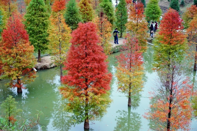 跳躍的宅男 -   苗栗三灣落羽松 快跟閨蜜來拍甜蜜照 20181214落羽松現況直播 秘境IG熱門打卡點  浪漫台三線景點