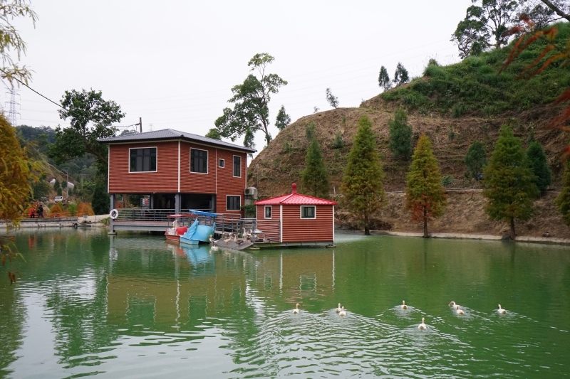 跳躍的宅男 -   苗栗三灣落羽松 快跟閨蜜來拍甜蜜照 20181214落羽松現況直播 秘境IG熱門打卡點  浪漫台三線景點