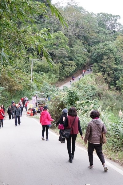 跳躍的宅男 -   苗栗三灣落羽松 快跟閨蜜來拍甜蜜照 20181214落羽松現況直播 秘境IG熱門打卡點  浪漫台三線景點