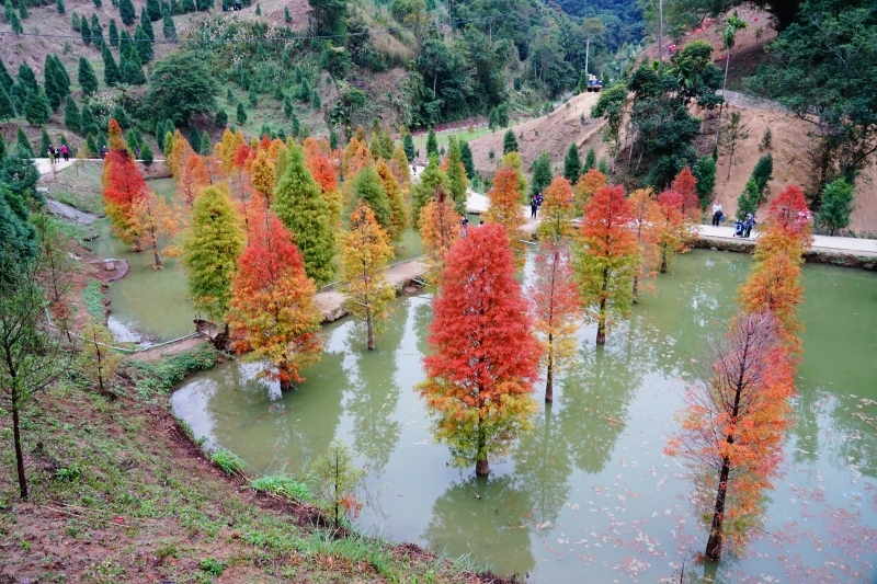 跳躍的宅男 -   苗栗三灣落羽松 快跟閨蜜來拍甜蜜照 20181214落羽松現況直播 秘境IG熱門打卡點  浪漫台三線景點