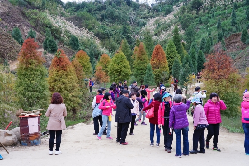 跳躍的宅男 -   苗栗三灣落羽松 快跟閨蜜來拍甜蜜照 20181214落羽松現況直播 秘境IG熱門打卡點  浪漫台三線景點