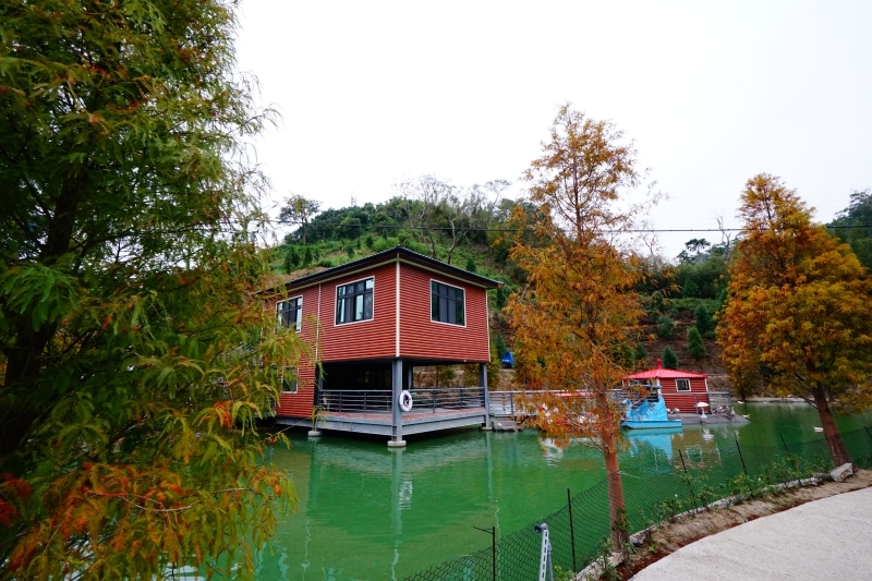 跳躍的宅男 -   苗栗三灣落羽松 快跟閨蜜來拍甜蜜照 20181214落羽松現況直播 秘境IG熱門打卡點  浪漫台三線景點