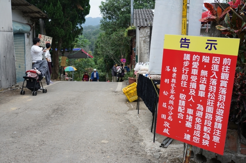 跳躍的宅男 -   苗栗三灣落羽松 快跟閨蜜來拍甜蜜照 20181214落羽松現況直播 秘境IG熱門打卡點  浪漫台三線景點